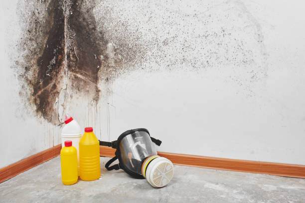 Crawl Space Mold Removal in Medford, NY