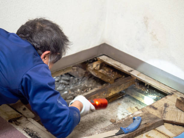 Best Crawl Space Mold Removal  in Medford, NY