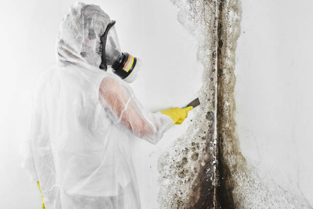 Best Mold Damage Repair  in Medford, NY