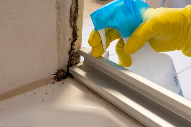 Best Attic Mold Removal  in Medford, NY