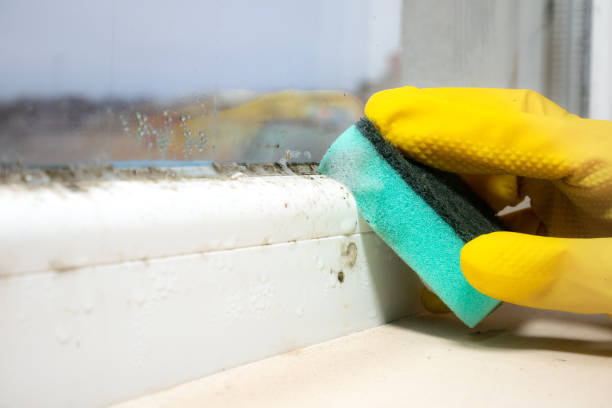 Best Mold Damage Repair  in Medford, NY
