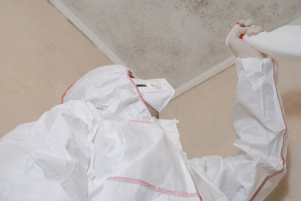 Best Home Mold Removal  in Medford, NY