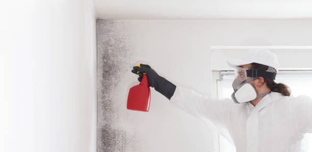 Best Mold Remediation  in Medford, NY