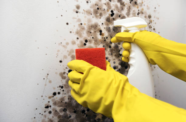 Home Mold Removal in Medford, NY