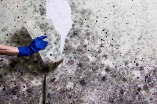 Best Mold Inspection  in Medford, NY