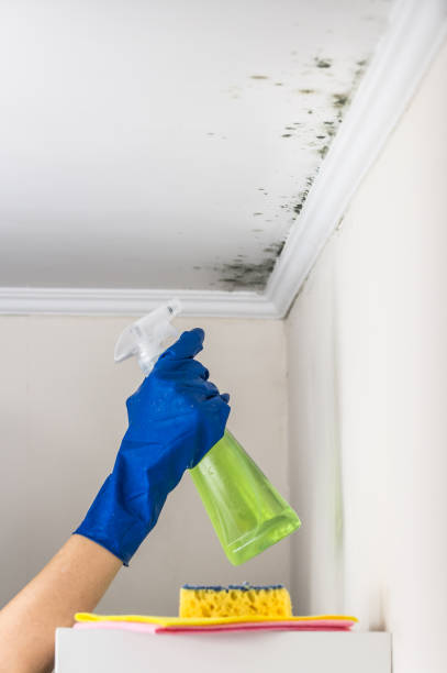 Mold Testing and Removal in Medford, NY