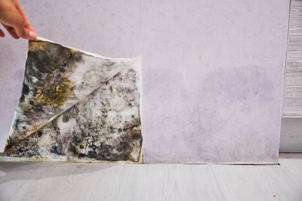 Professional Mold Removal in Medford, NY